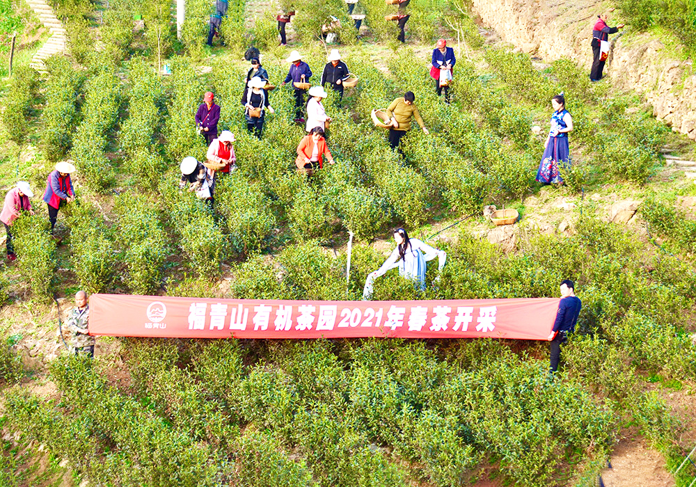 茶園展示